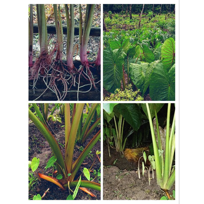 

Bibit Talas Pratama 1 l Talas Jumbo l Super Pulen