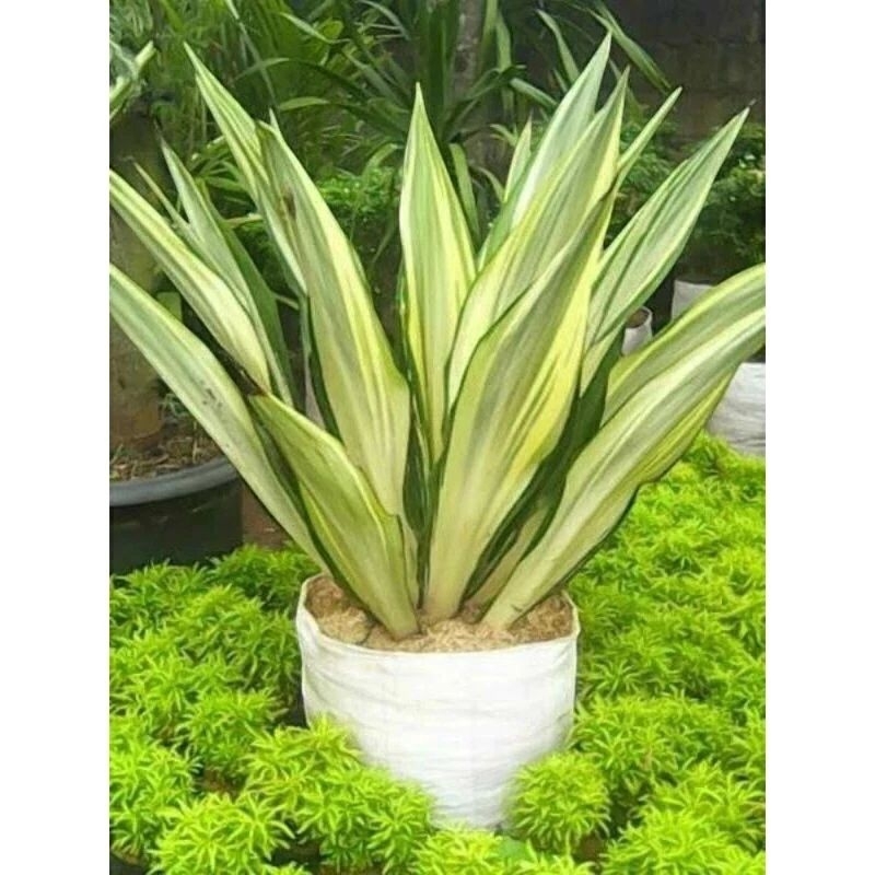 Tanaman Hias Agave Putih - Agave Gigantea