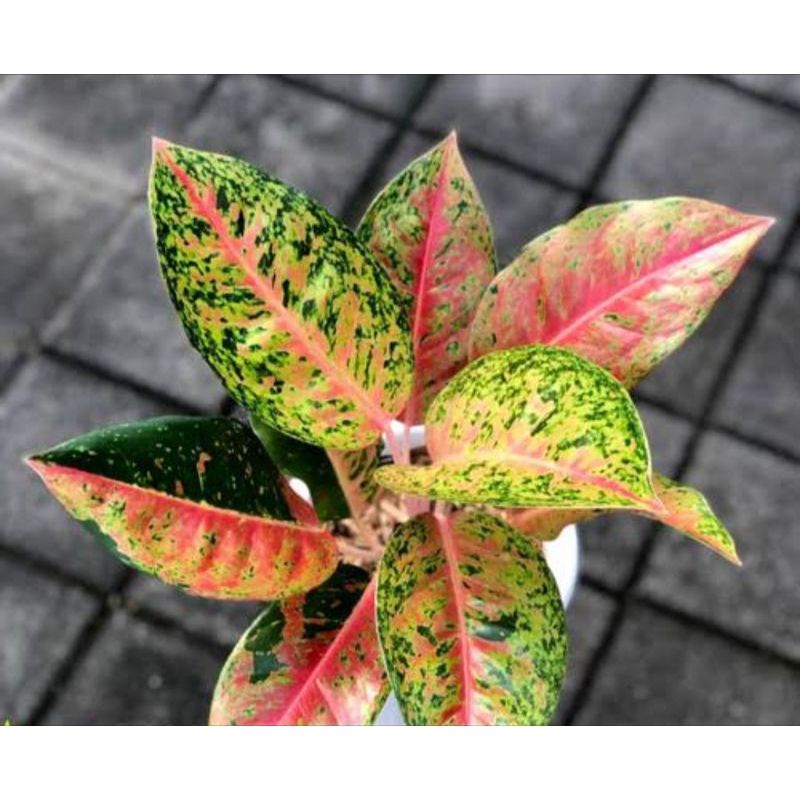 AGLONEMA BIG ROY JUMBO SUPER BESAR