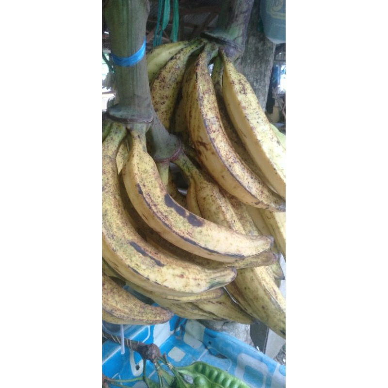 

PISANG TANDUK MADU SUPER 1 TANDAN ISI 20 BUAH PICS