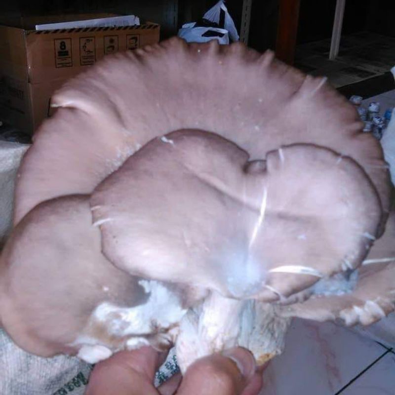8 pcs Media tanam bibit jamur hitam  tiram baglog siap tumbuh tinggal panen sudah ada bibitnya.