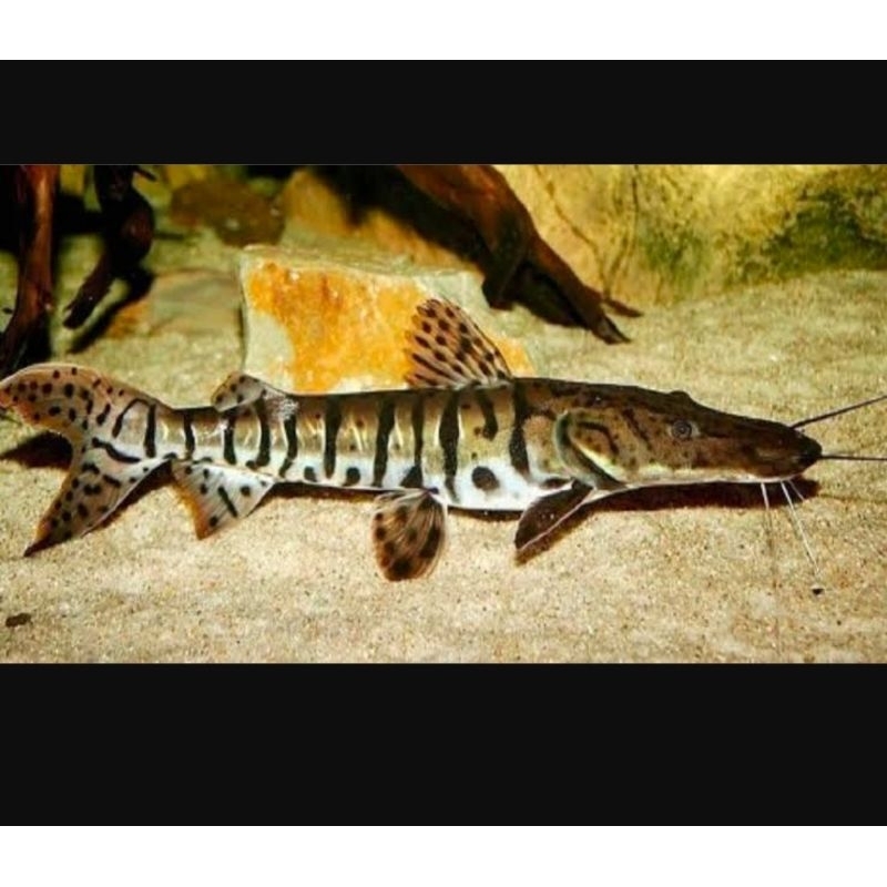 Pernak Pernik Akuarium Tiger Sovel Nose Catfish TSN Leopard murah Banget