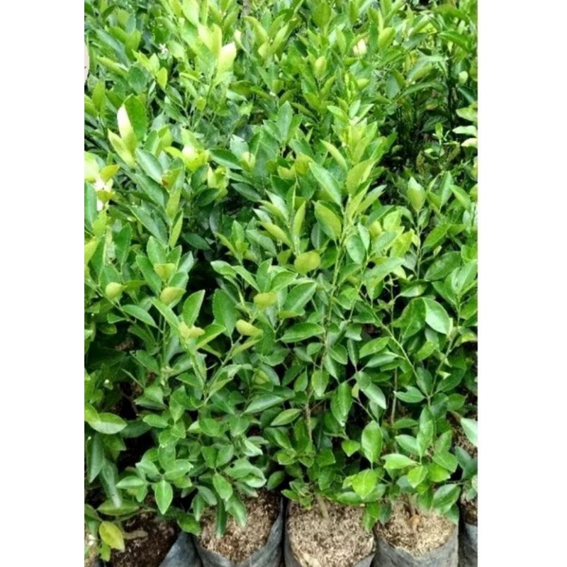 Tanaman Jeruk Sonkit | Panda Mulya | Tanaman Jeruk Kasturi