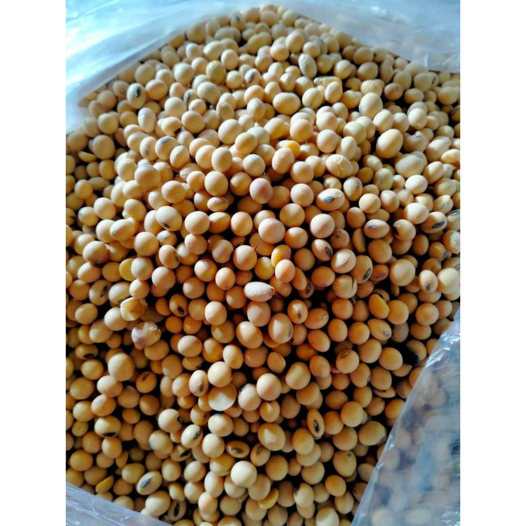 

GROSIR KACANG KEDELAI IMPOR BUAT TAHU TEMPE Kacang Kedelai Utuh - 1 Kg Lt Whole Soybean Import Kacang Kedelai Import Amerika 1Kg - Makanan Sehat Kaya Serat dan Protein Tinggi 1KG KEDELAI IMPORT UNGGULAN Kedelai import Pagoda Amerika impor super buat toge