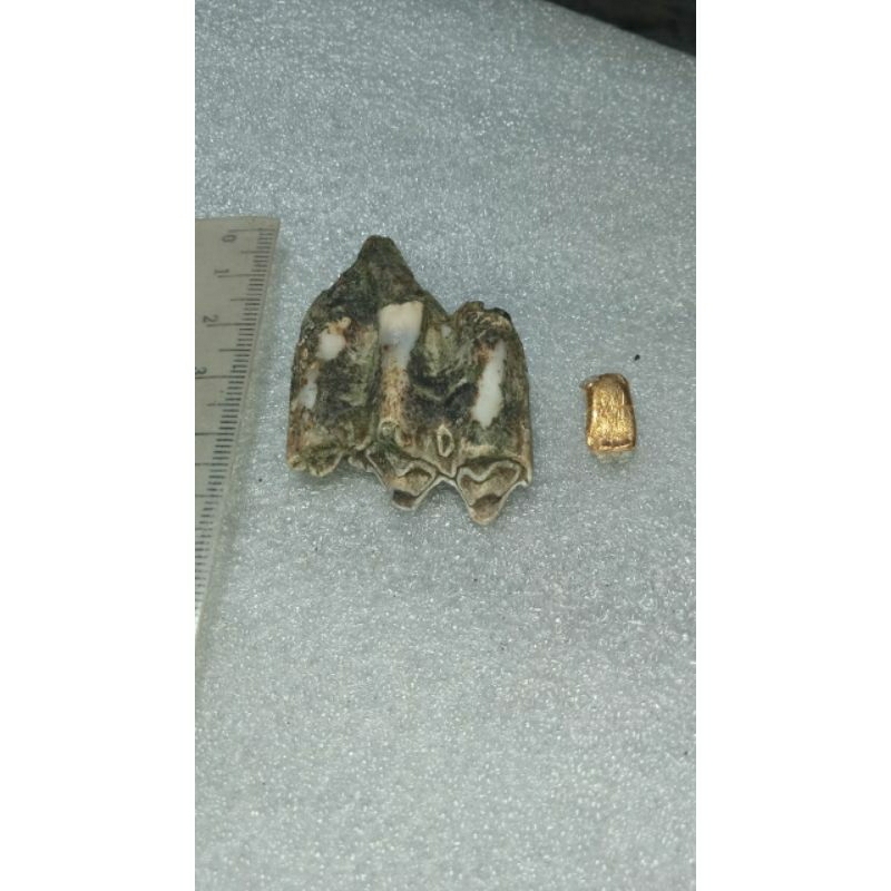 logam temuan dan gigi purba