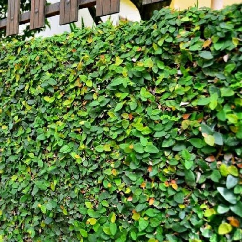 Tanaman Climbing Dollar Daun Kecil - Creeping Ficus - Creeping Fig - Fleksi - Flexi - Bibit Tanaman 