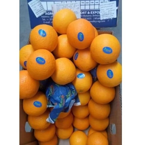 

Jeruk Sunkis Murah 1 Box