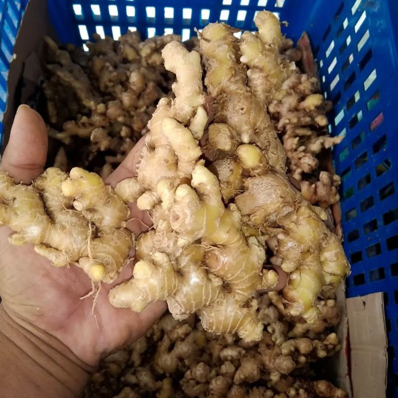 

JAHE EMPRIT CUCI BERSIH 10KG SIAP OLAH