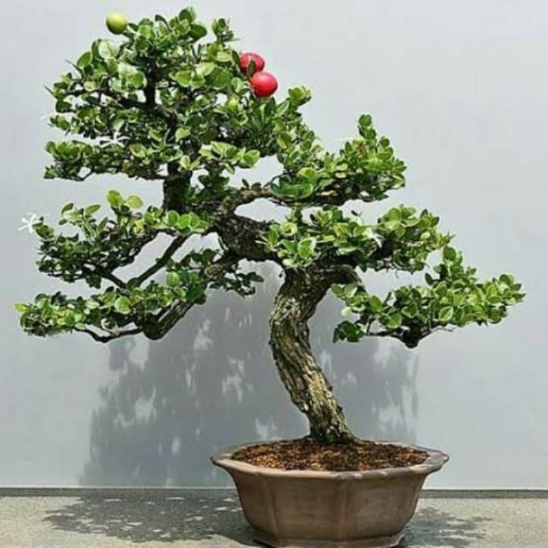 Bahan Bonsai Natal Plum - Tanaman Natal Plum