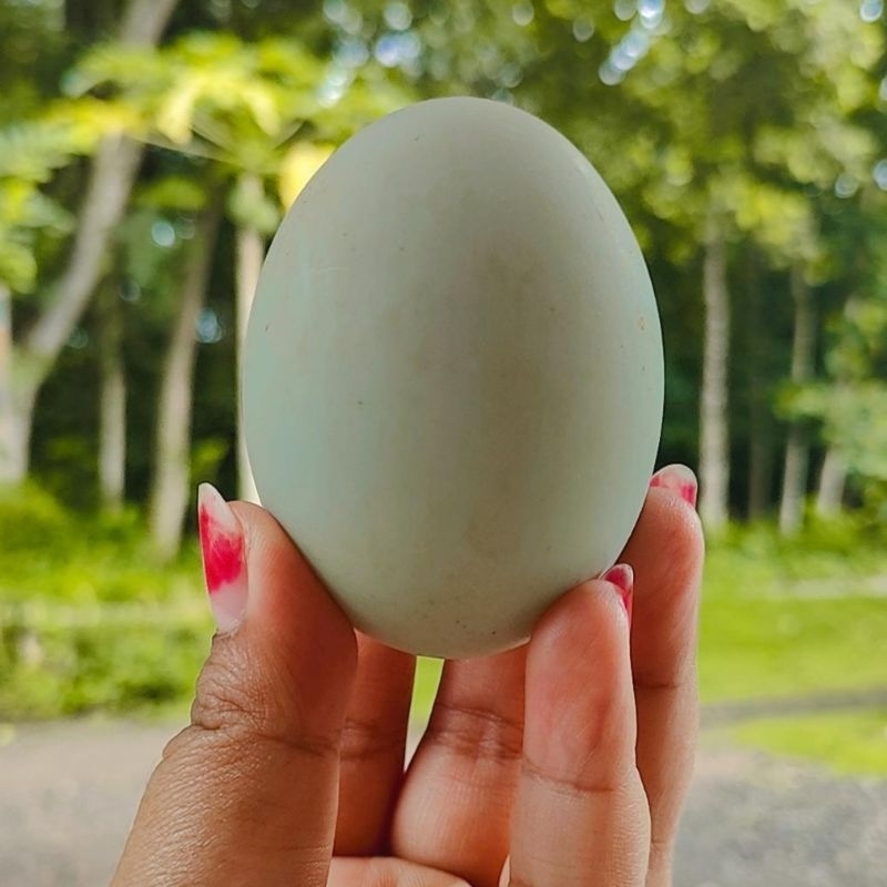 

TELUR BEBEK | TELUR BEBEK FRESH | TELUR BEBEK TERNAK SENDIRI | TELUR BEBEK KONDISI BARU | TELUR BEBEK MILIK SENDIRI | TELUR BEBEK PETERNAK