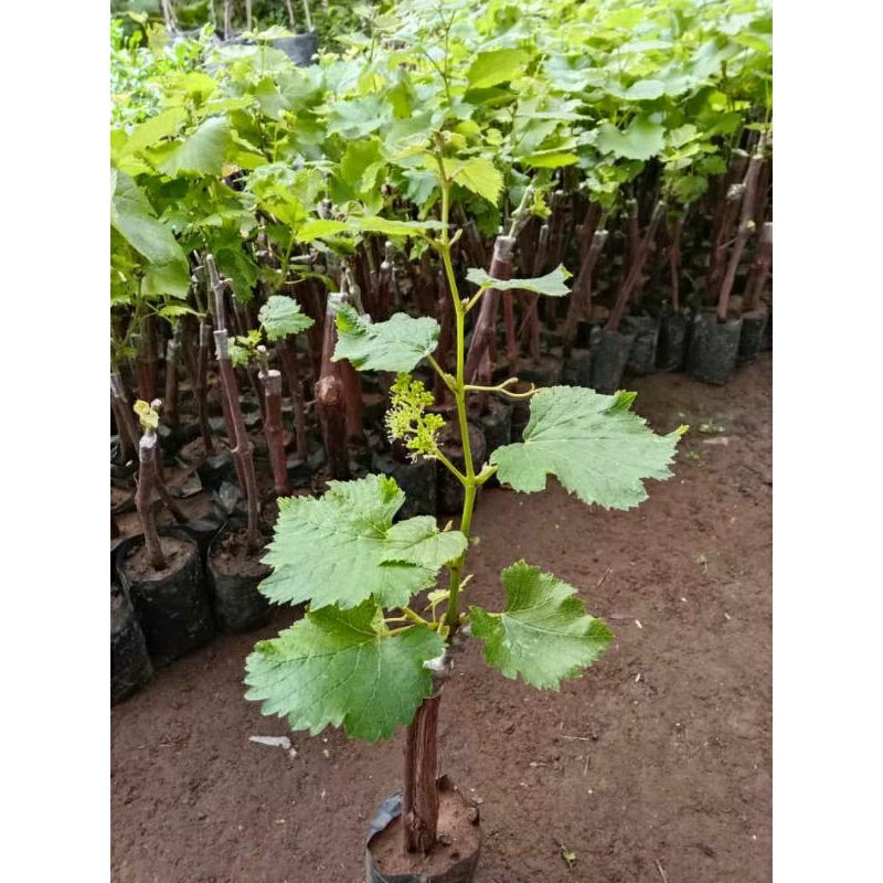 Bibit Anggur Import Jupiter Kondisi Berbuah dan Berbunga Dalam Pot