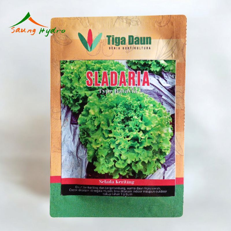 Benih Selada Batavia Sladaria 1gr Selada mirip caipira