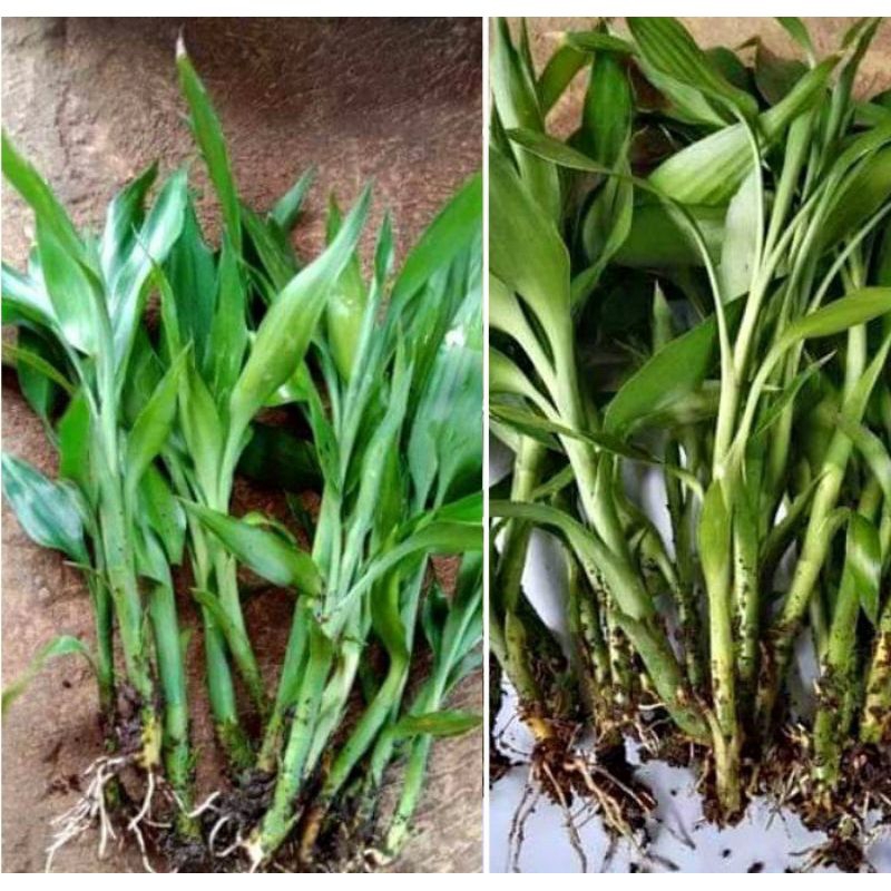 bambu hoki tanaman hias, bambu hoki berakar 30-40cm/12btng