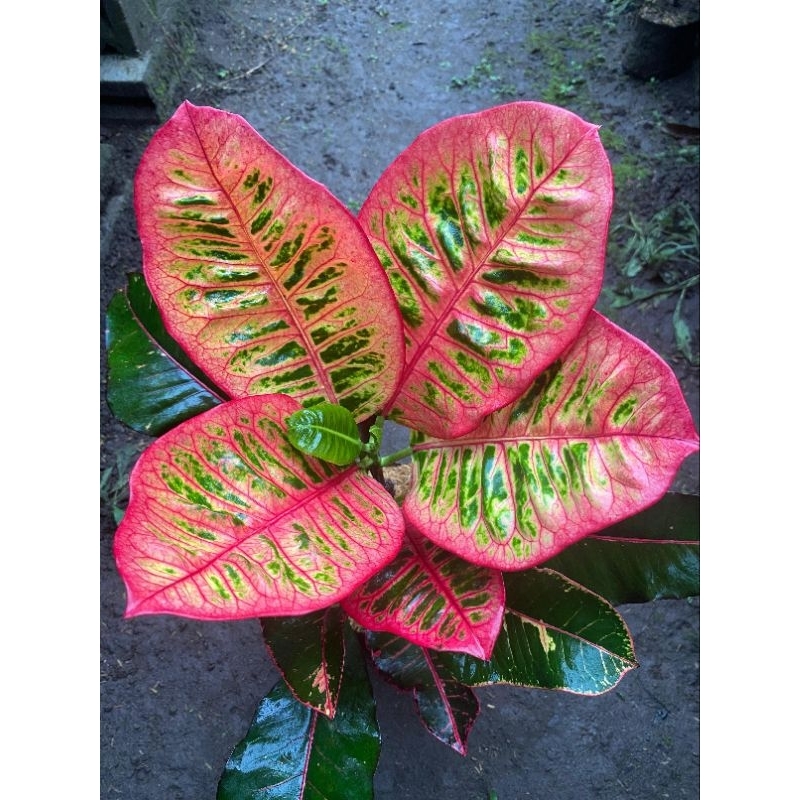 PURING BLACK MOONLIGHT ( Tanaman sehat siap kirim)