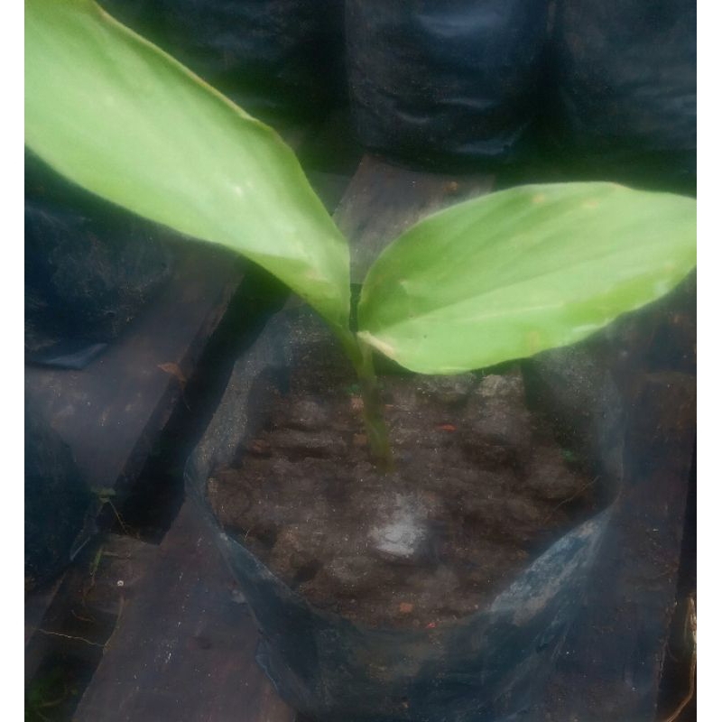 

Bibit Kunyit kuning Siap tanam