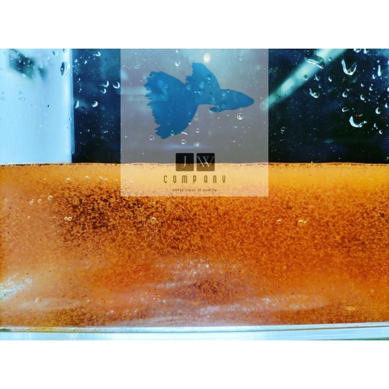 Artemia hidup makanan ikan atau pakan burayak