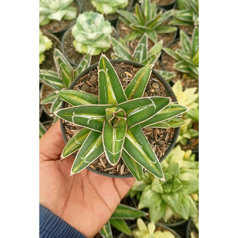 Agave Reginae Var tengah