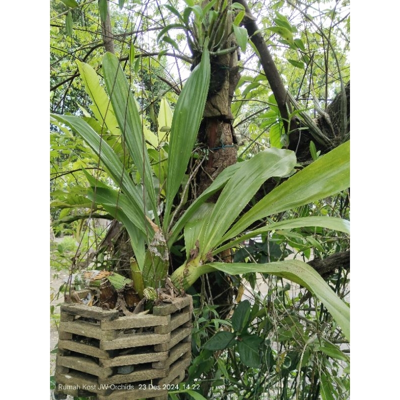 Grammatophyllum Marthae