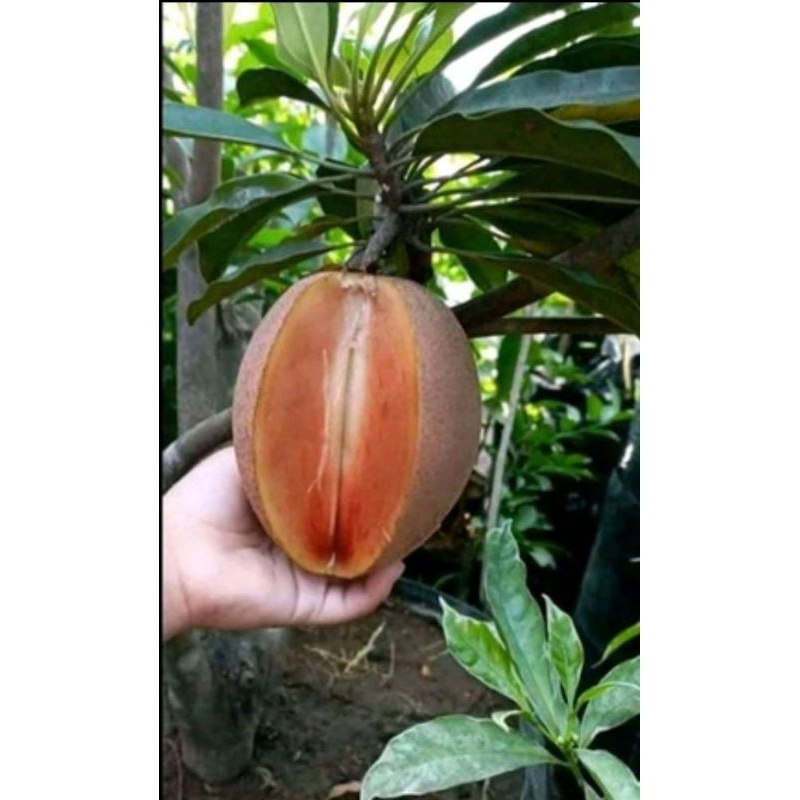 

Bibit Sawo Jumbo madu