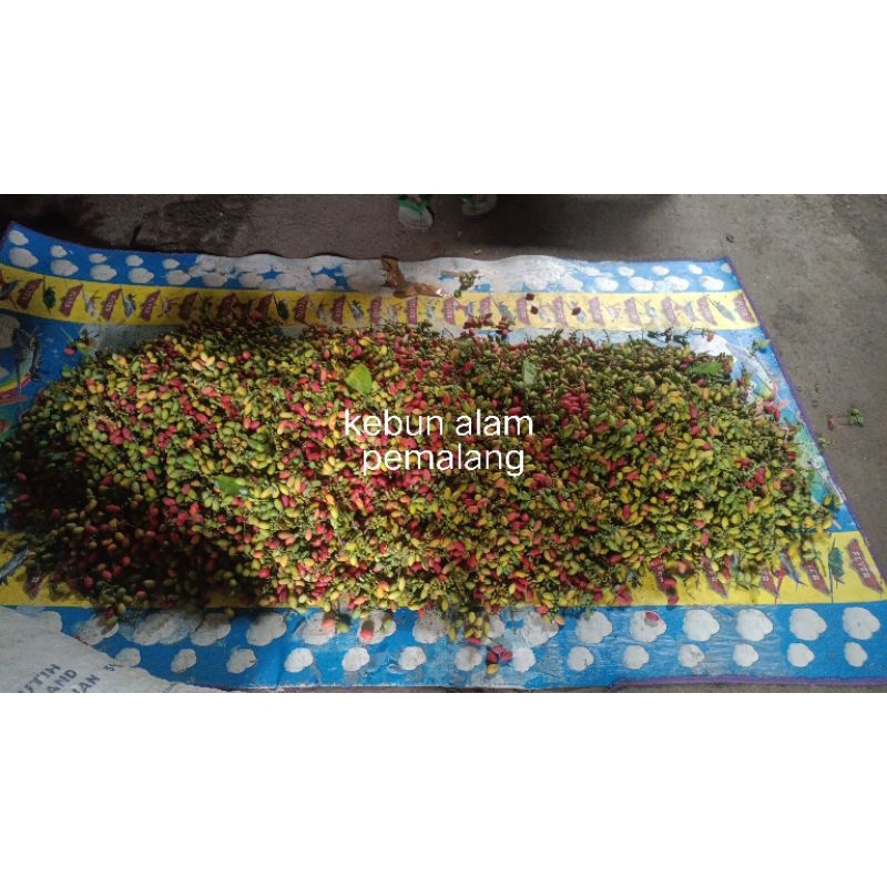 

buah melinjo hijau segar 1kg