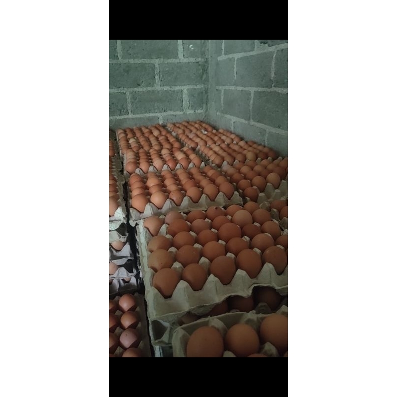 

Telur Ras Promo 10.000 an
