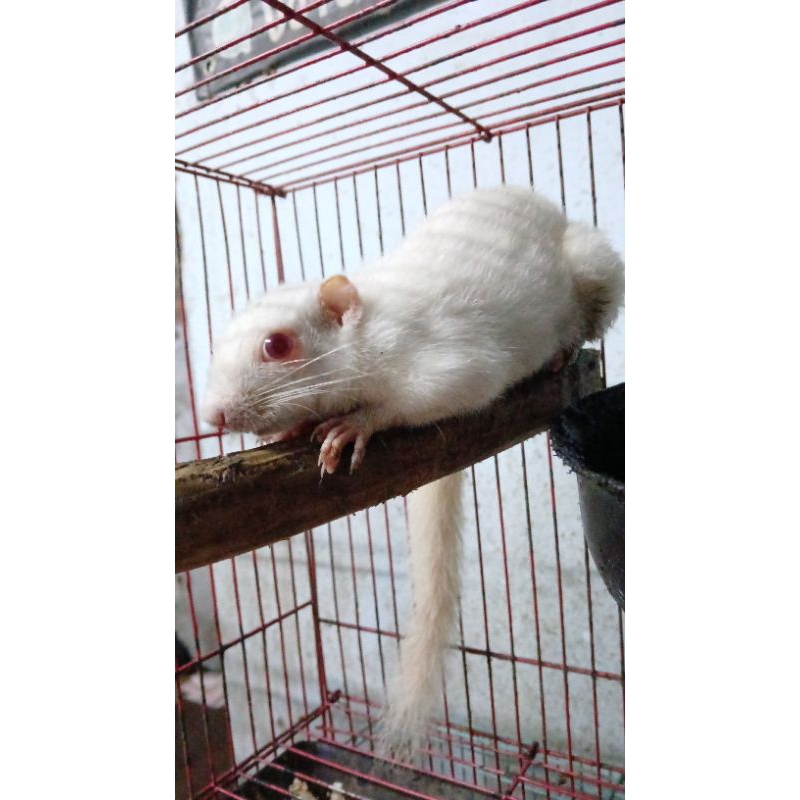 Bajing kelapa / tupai / tupai kelapa albino