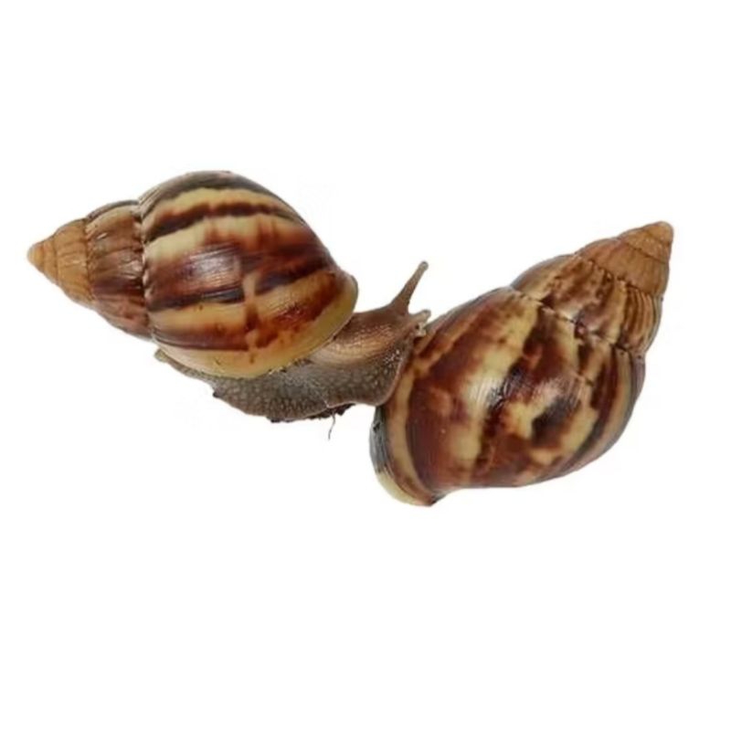 

obat herbal bekicot hidup sehat berkualitas termurah