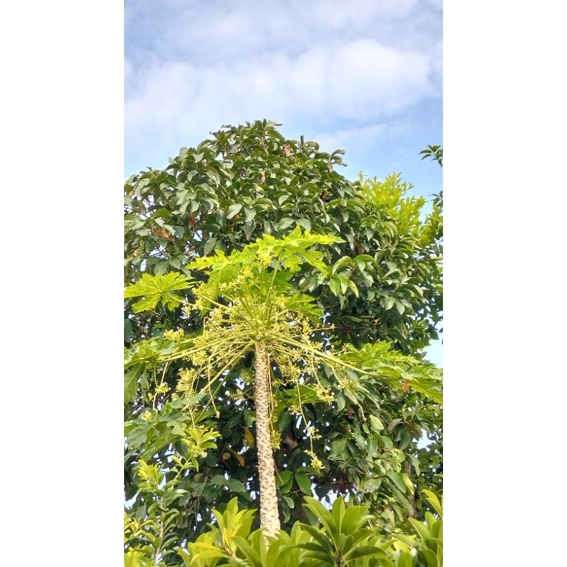 

Bunga Pepaya Gantung Segar | 100gr