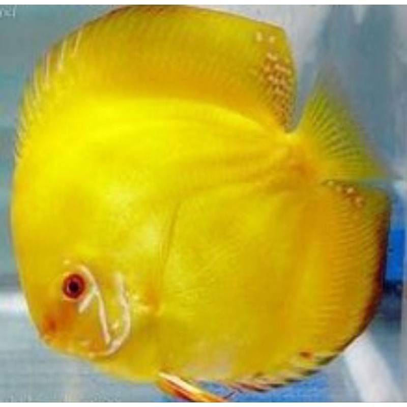 Discus Golden Yellow //hias aquarium