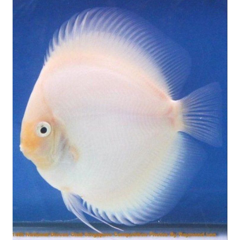 Discus White Diamond //hias aquarium