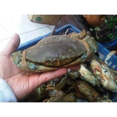 

KEPITING HIJAU KUALITAS SUPER 250gr