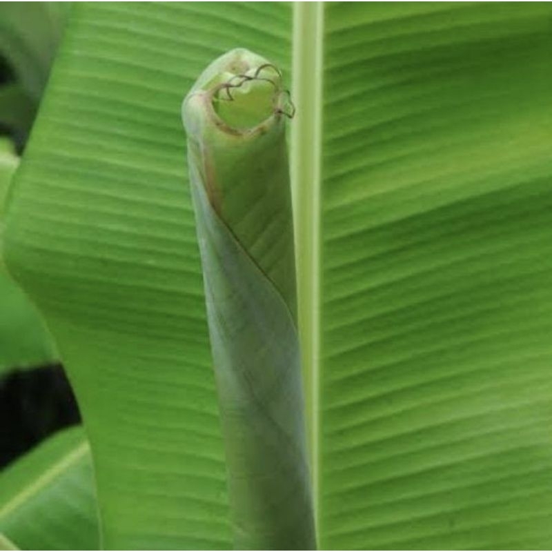 

Pupus daun pisang / daun pisang muda bulat segar