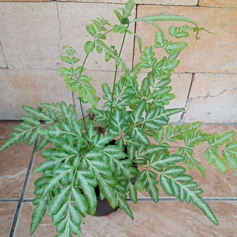 pakis varigata pteris ensiformis