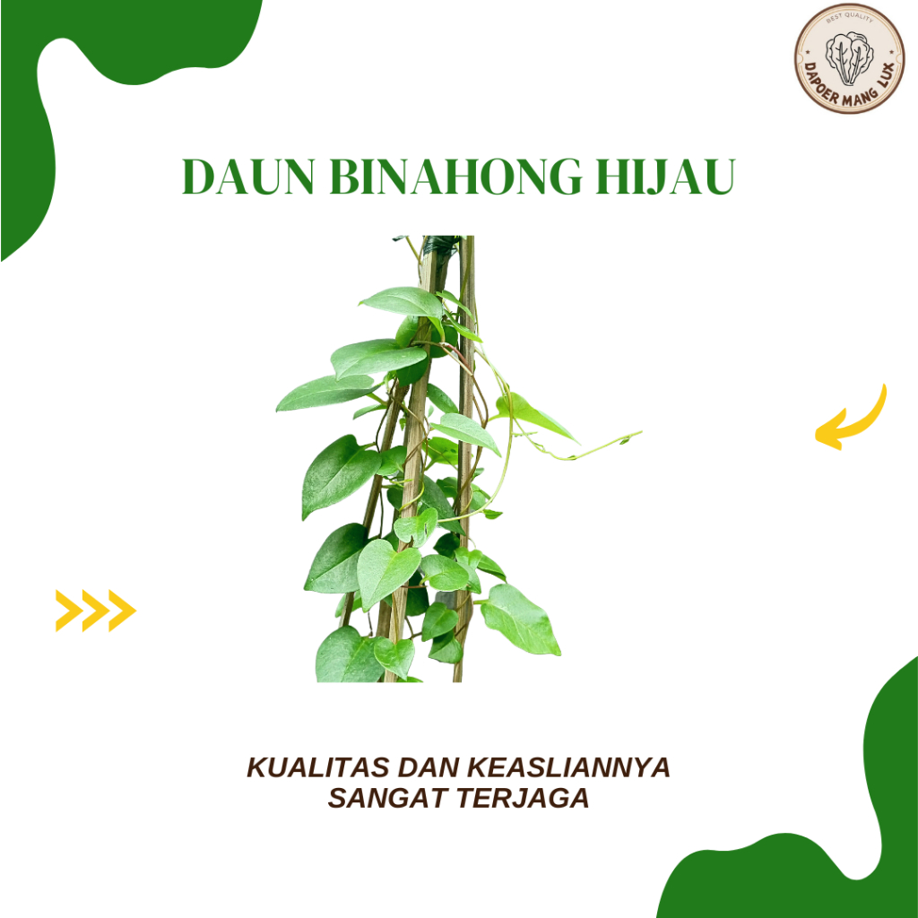 

DRIED SERBUK DAUN BINAHONG HIJAU BEST SELLER