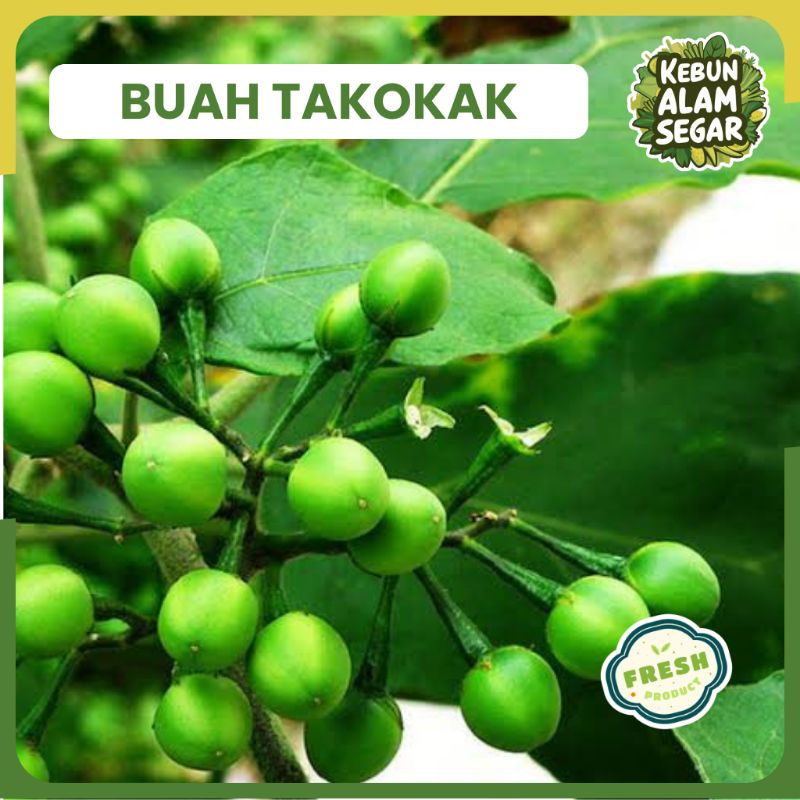 

BUAH TAKOKAK SEGAR 100 gram