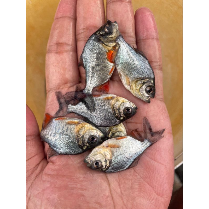 Ikan Bawal / Ikan Pacu