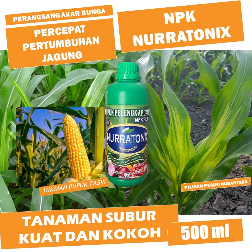 500 ml NPK NURRATONIX pupuk khusus jagung - pupuk pelebat jagung terbaik - pupuk jagung cair terbaik