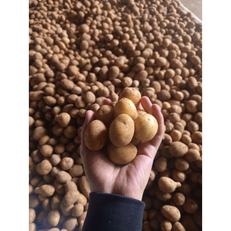 

Kentang rendang Dieng atau baby potato 5kg mini bumbu masak