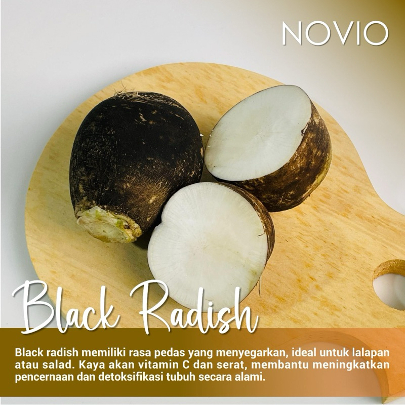 

Black Radish Fresh / Lobak Hitam / Lobak