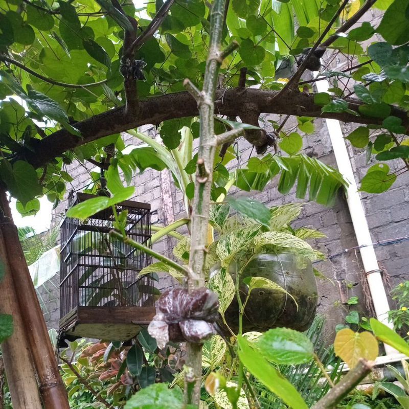 Bibit cangkok waru India bahan bonsai