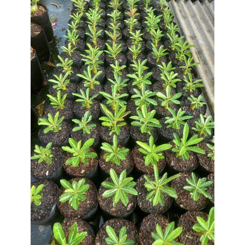 Bibit Adenium Somalense