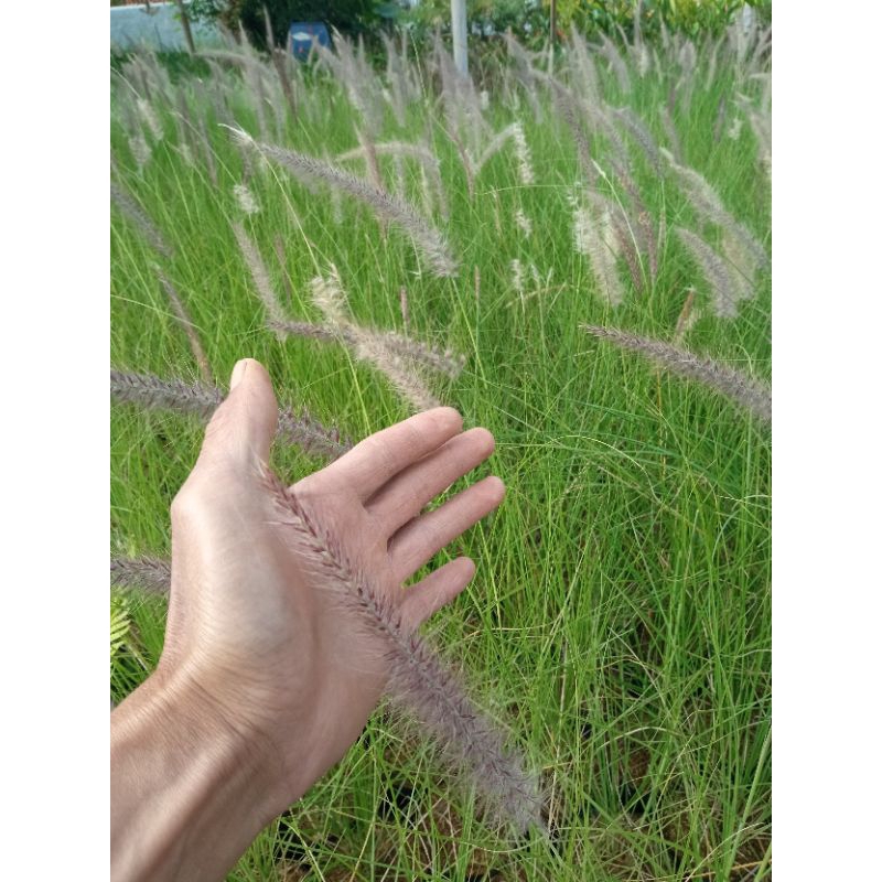 Tanaman ilalang ekor kuda