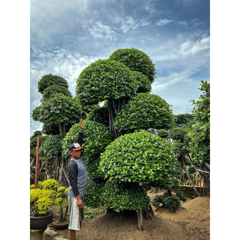 tanaman hias bonsai beringin korea besar