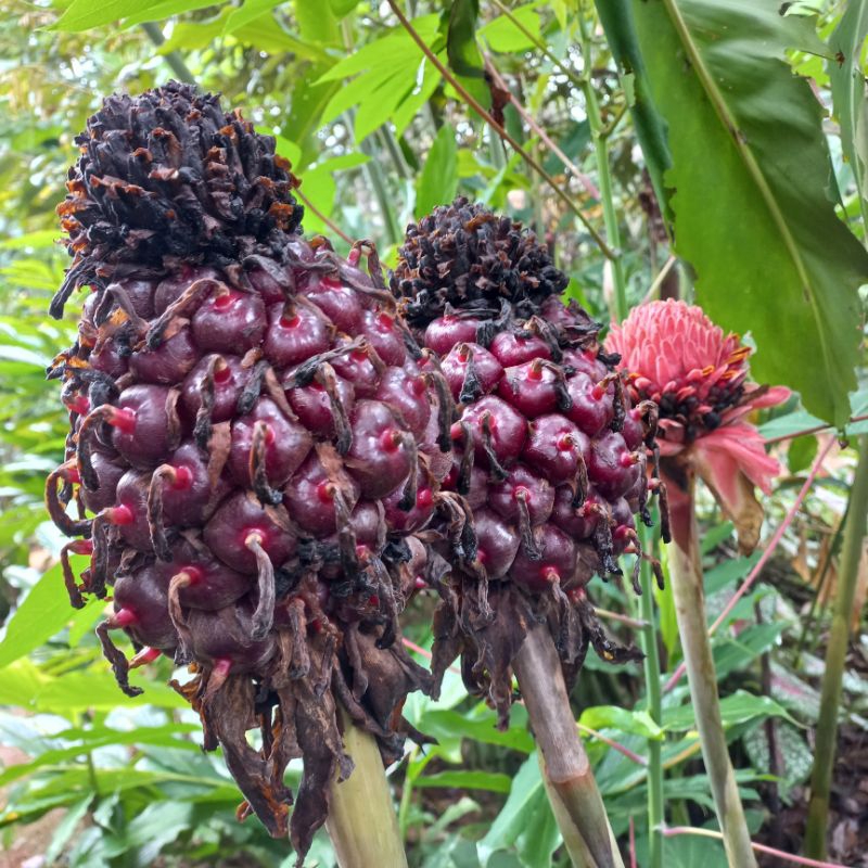 

Buah honje laka atau honje merah segar per 1kg