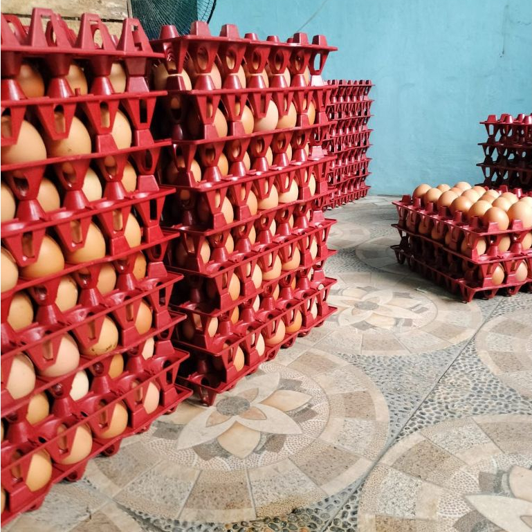 Tempat Telur Keranjang Telur Rak Telur Plastik Tray 30 butir Rak Telor Plastik Egg Tray Krat Telur
