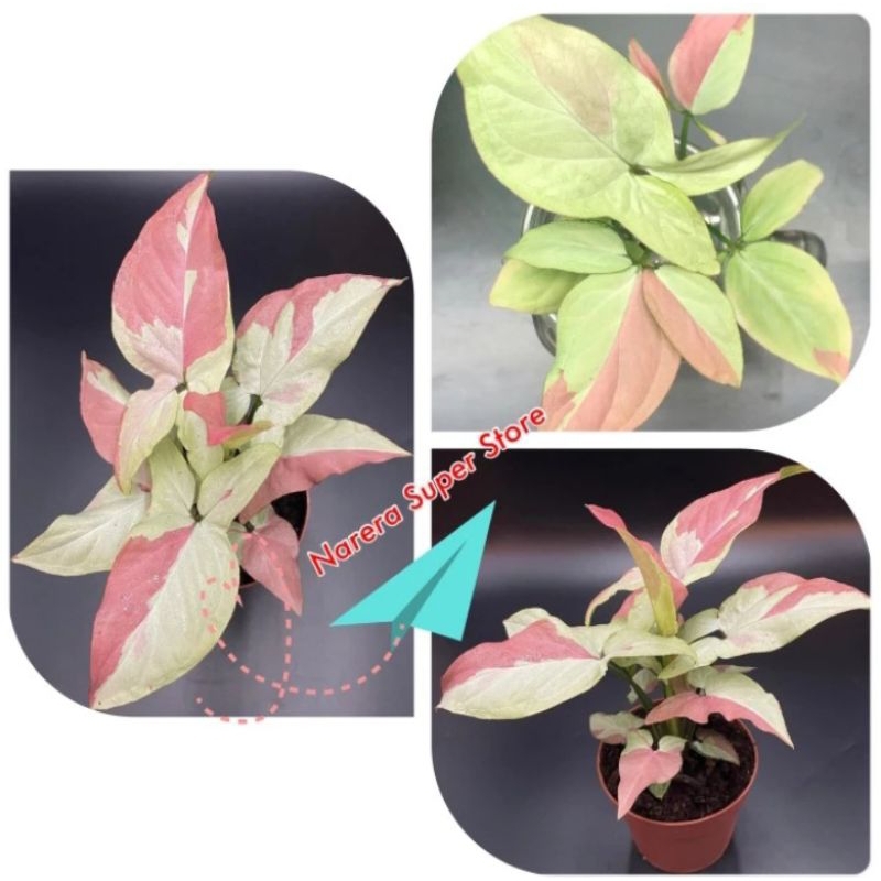 Syngonium Strawberry Milk Singonium Tanaman Hias Strawberi Murah Ekonomis