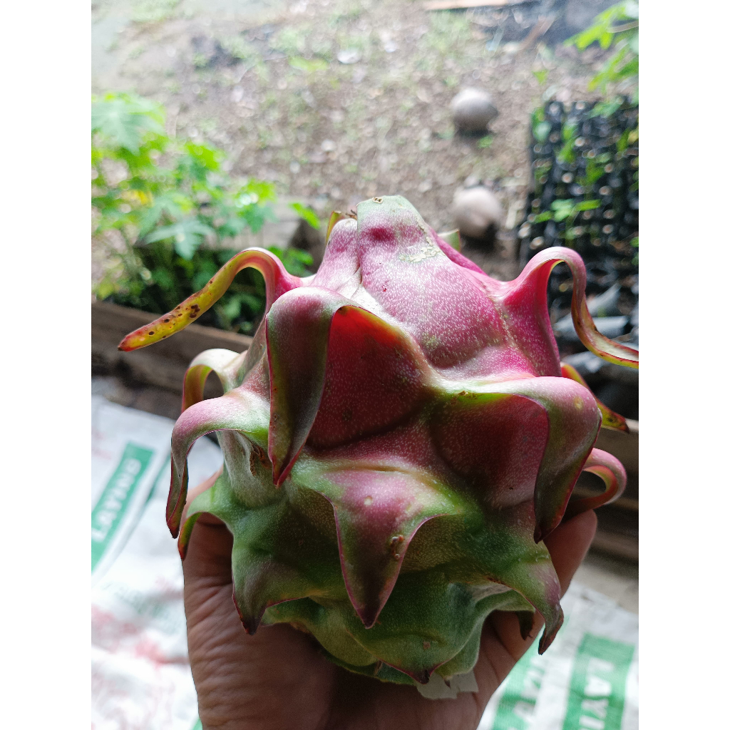 

[BUAH SEGAR] BUAH NAGA MERAH