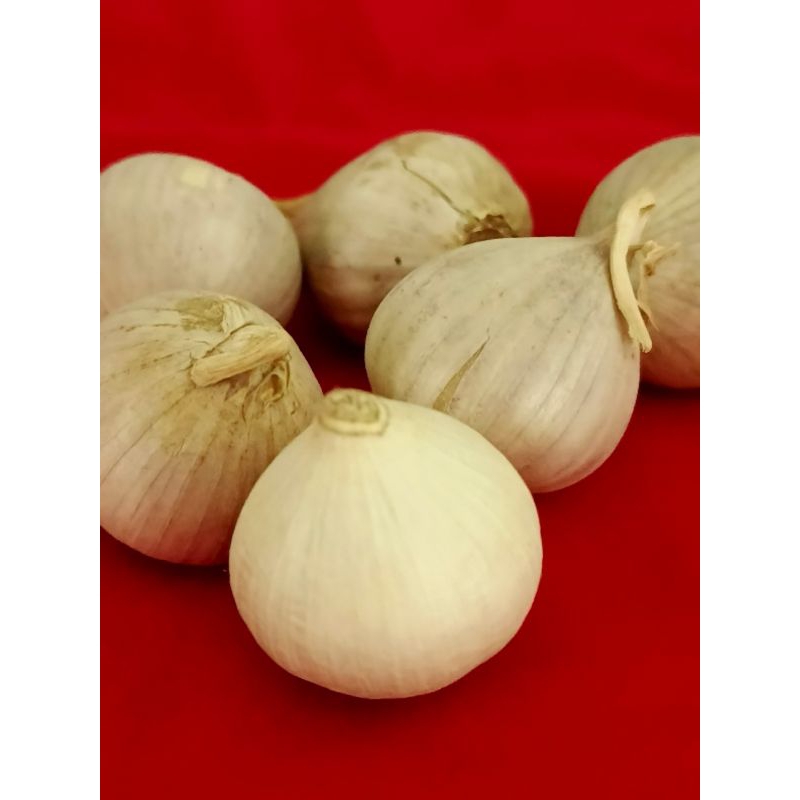

Bawang Putih Tunggal/ Dasun Tungga/Dasun Kampung/Bawang Lanang/Single Garlic