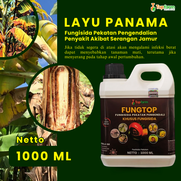 Obat Layu Pada Tanaman Cabe / Obat Layu Untuk Kentang / Obat Layu Fusarium Cabe/ Obat Layu Terong / 