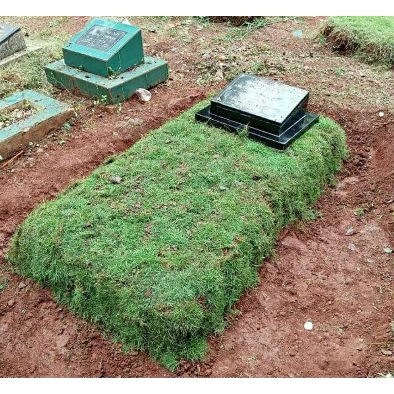 Rumput jepang (paket ekonomis)untk kuburan
